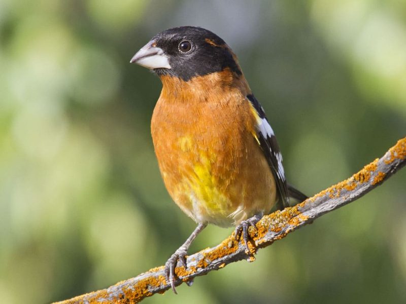 Black-headed grosbeak