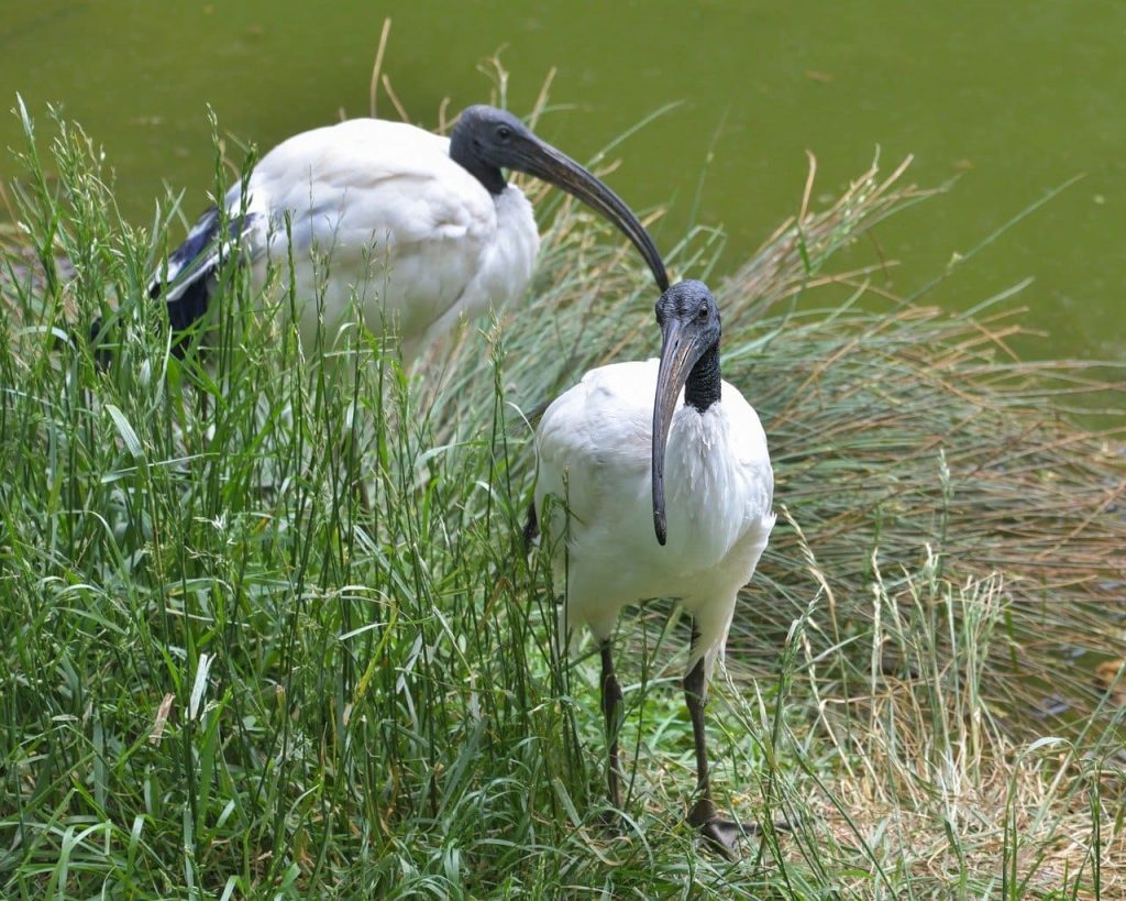 Black-headed ibis