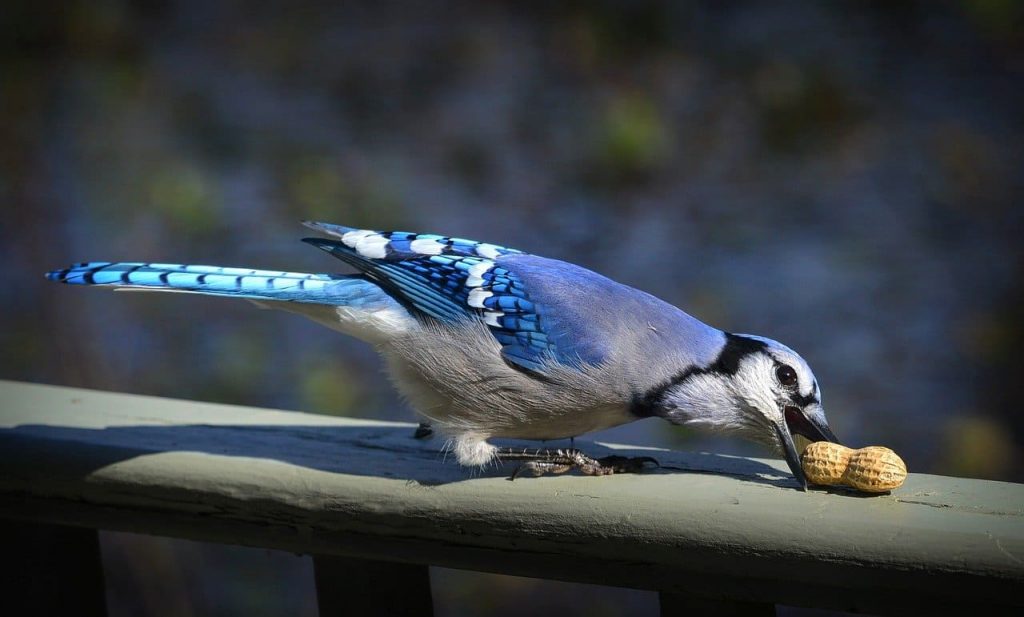 Blue Jay