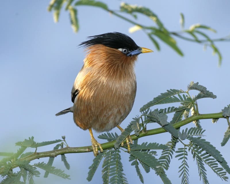 Brahminy starling