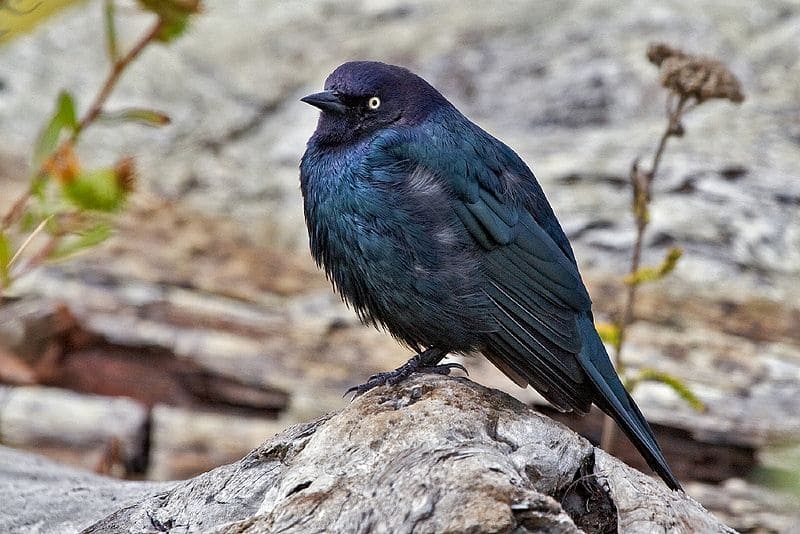 Brewer’s blackbird