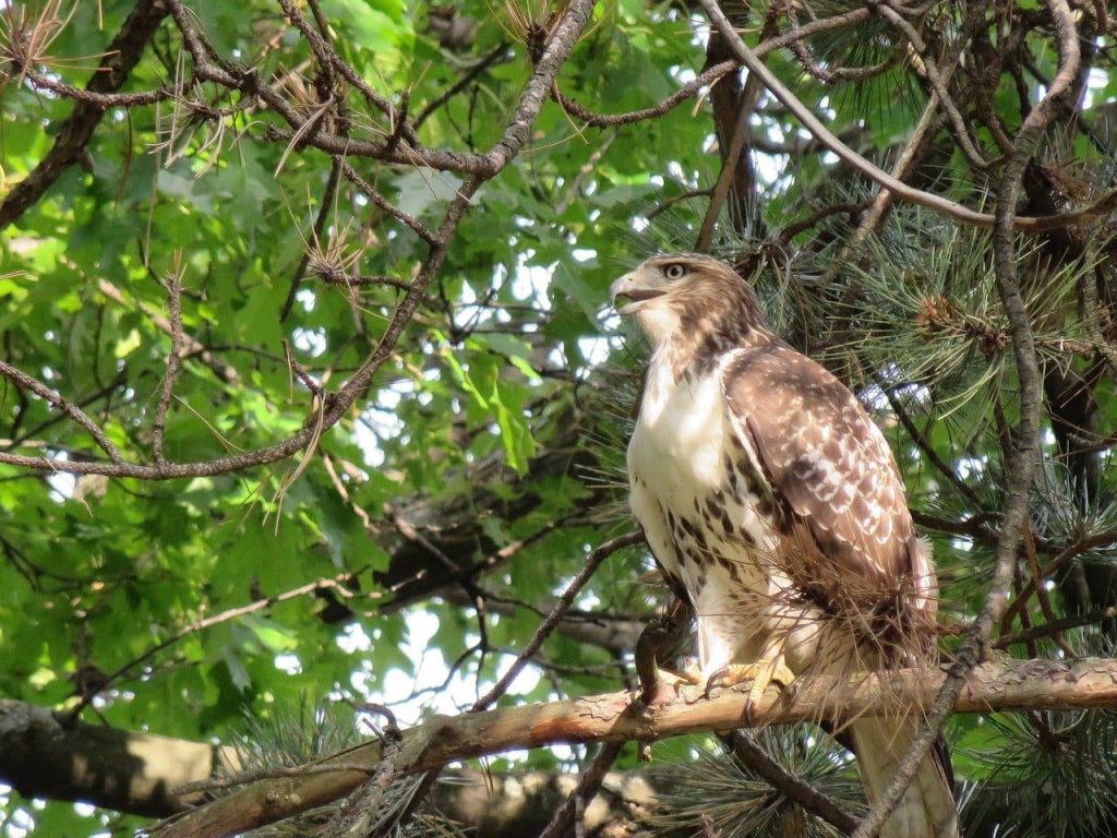 Broad-winged Hawk