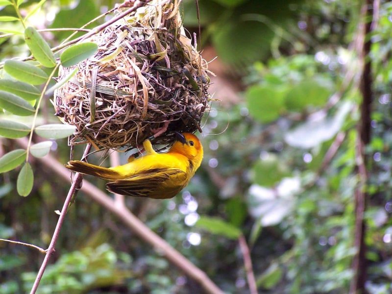 16 Amazing Types Of Yellow Birds In The World - Red Rock Scenic By Way