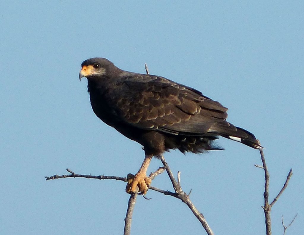 Common Black Hawk