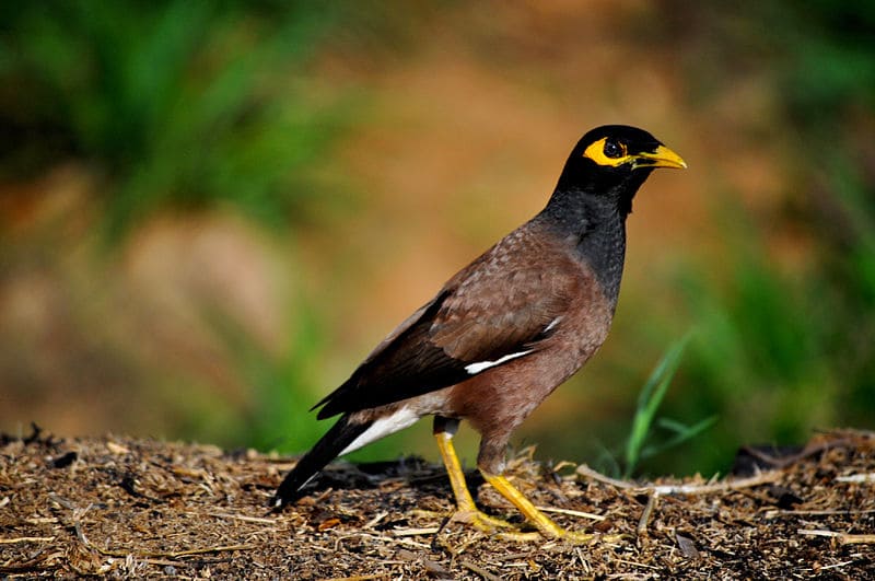 Common Myna