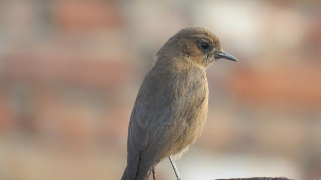 Common Nightingale