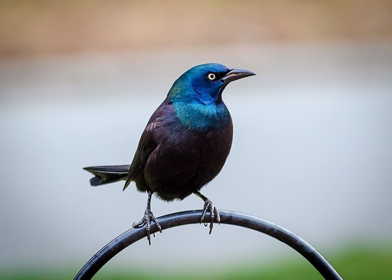 12 Most Beautiful Black And Blue Birds