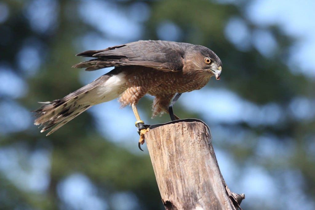 Cooper’s Hawk