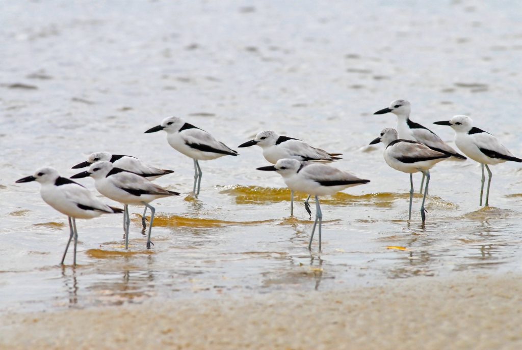 Crab Plovers