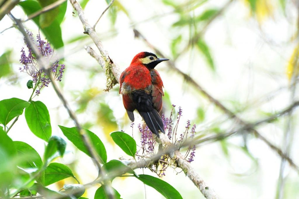 Crimson mantled Woodpecker