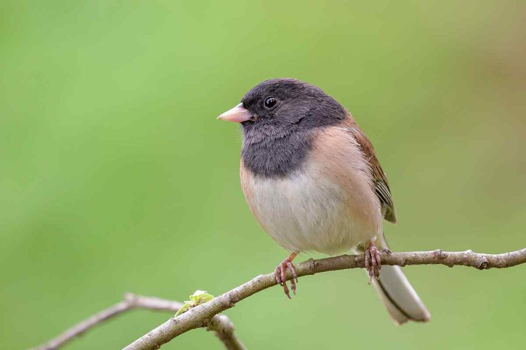 16 Beautiful Birds of Iowa - Red Rock Scenic By Way