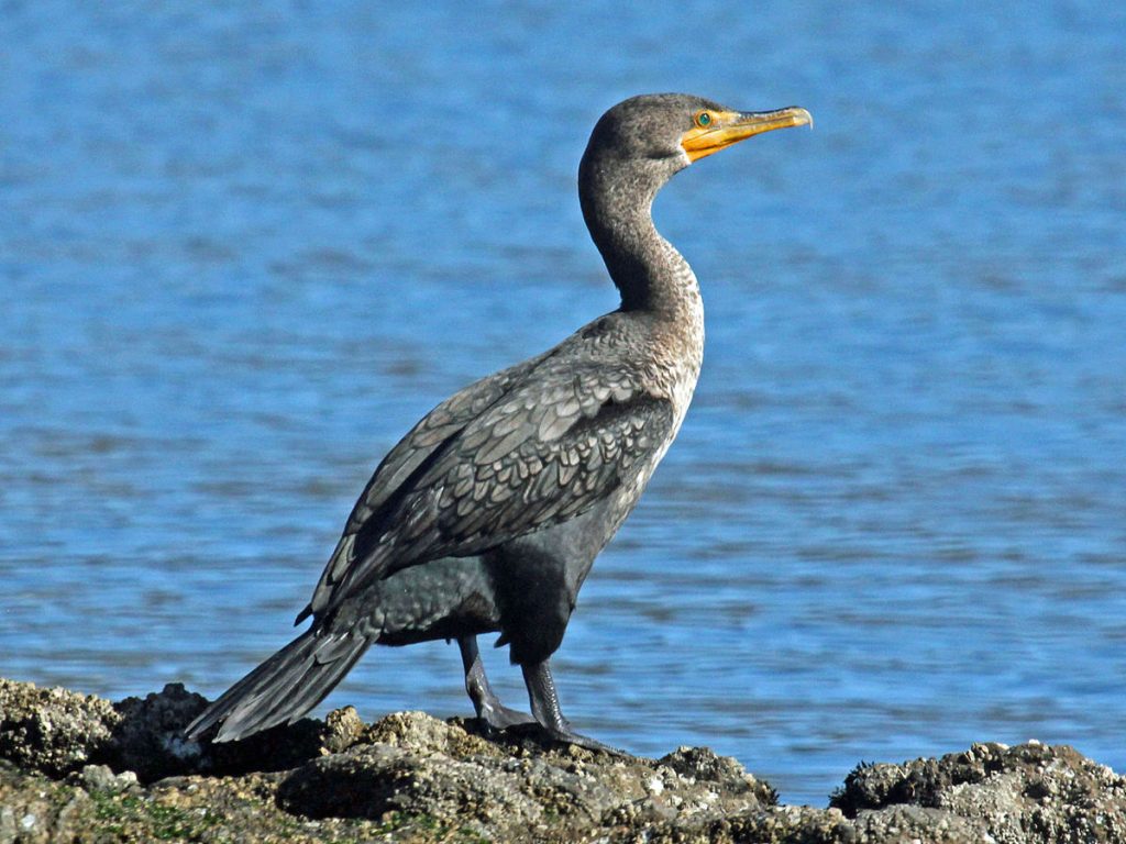 Double-crested Cormorants