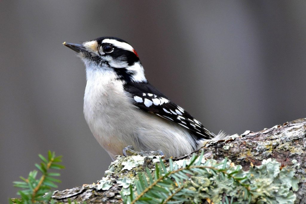 Downy Woodpecker