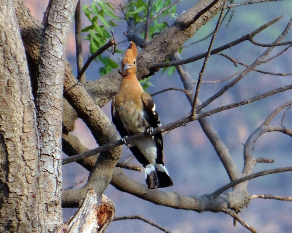 Eurasian Hoopoe