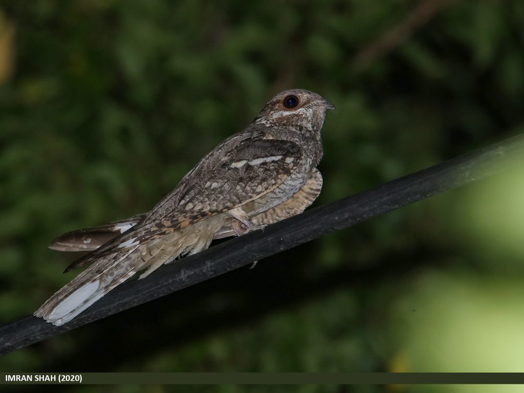 Eurasian Nightjar