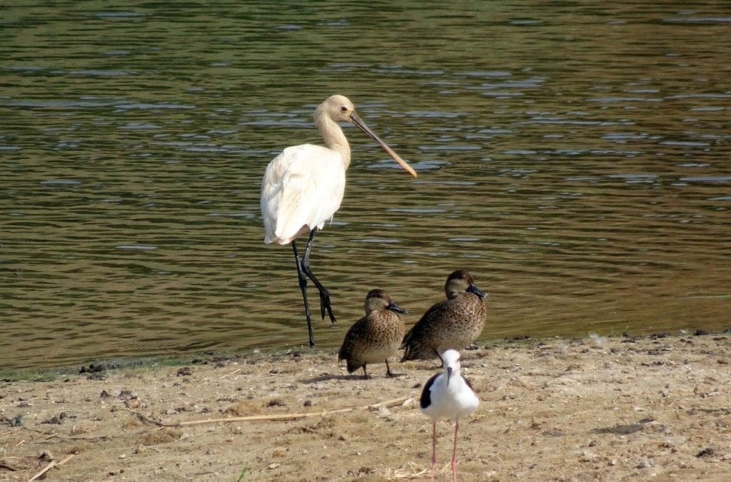 Eurasian SpoonBill