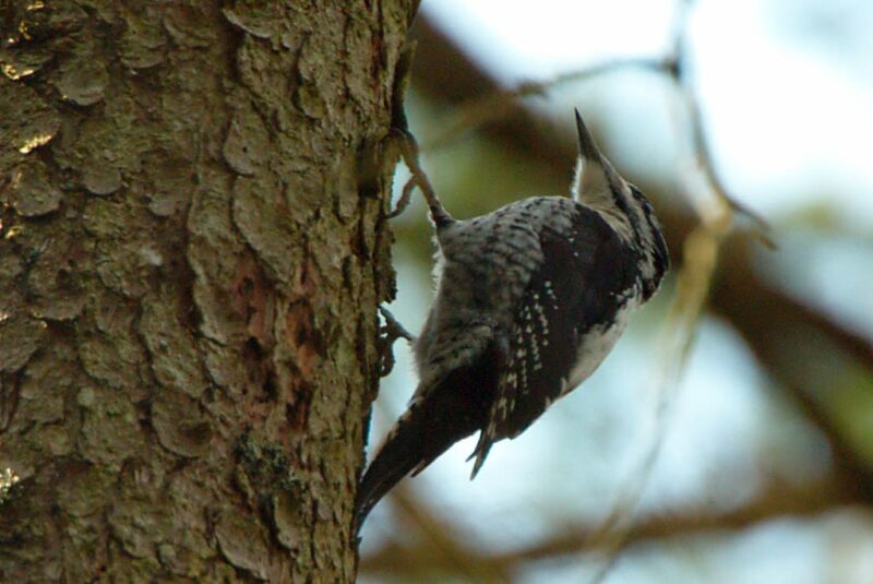 Eurasian Three-Toed Woodpecker