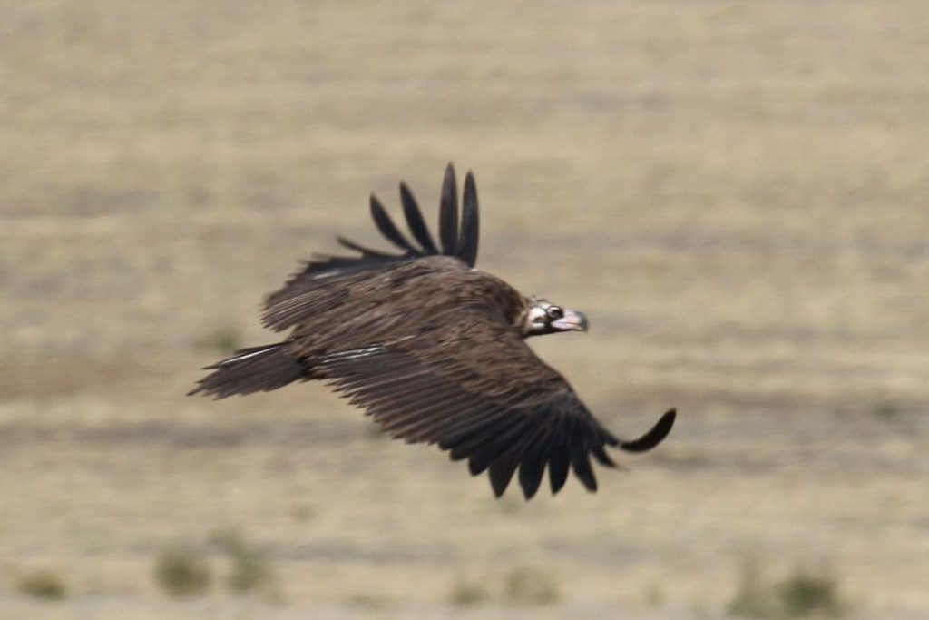 Eurasian black vulture