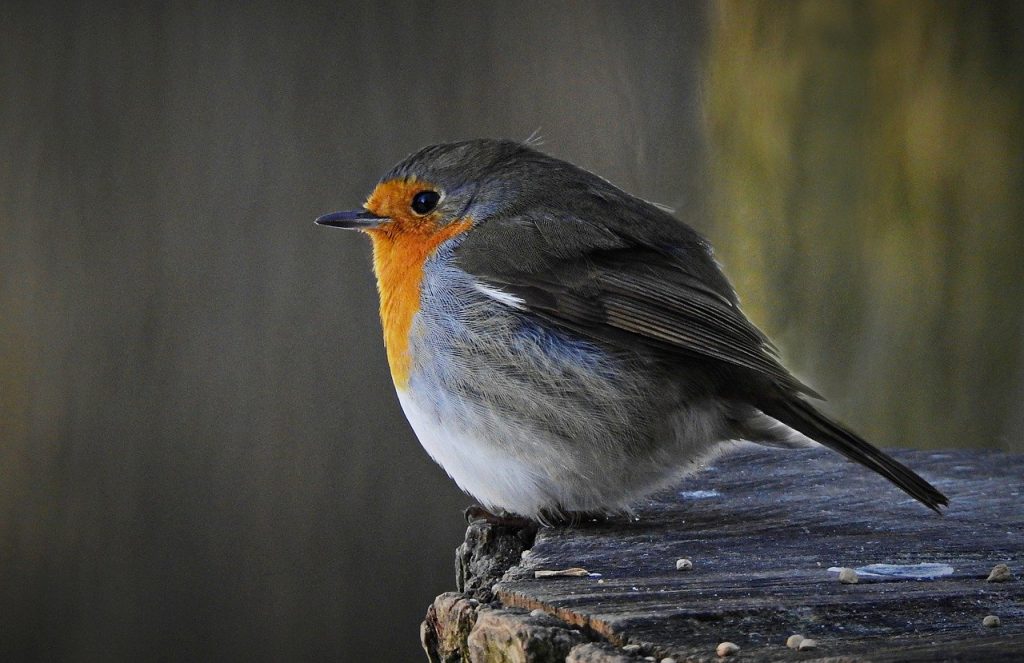 European Robin