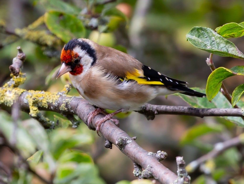 European goldfinch