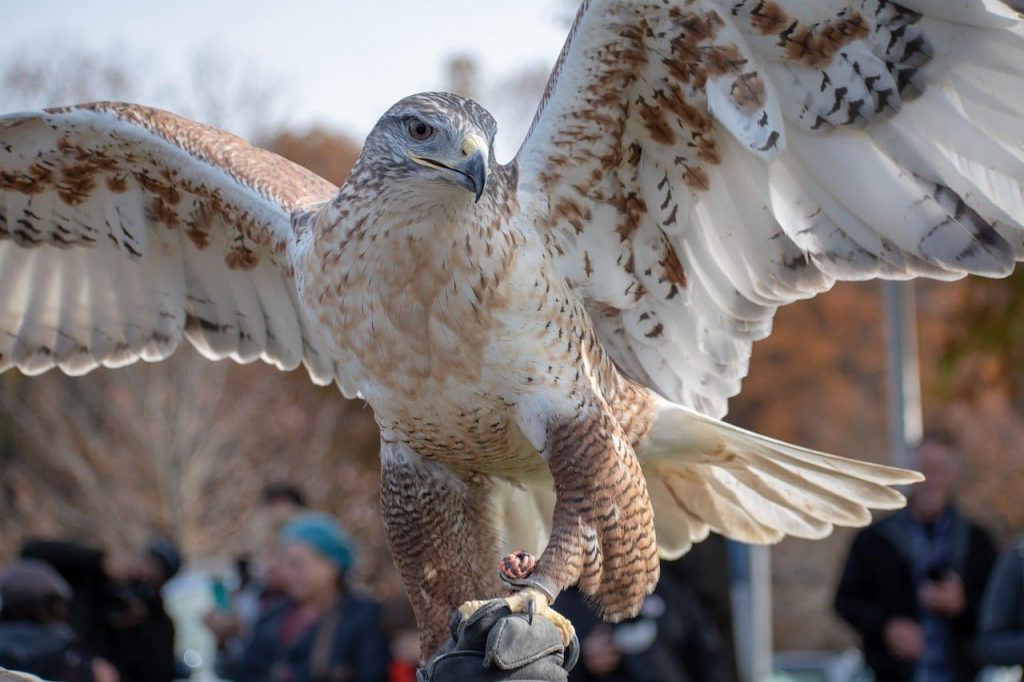 Ferruginous Hawk