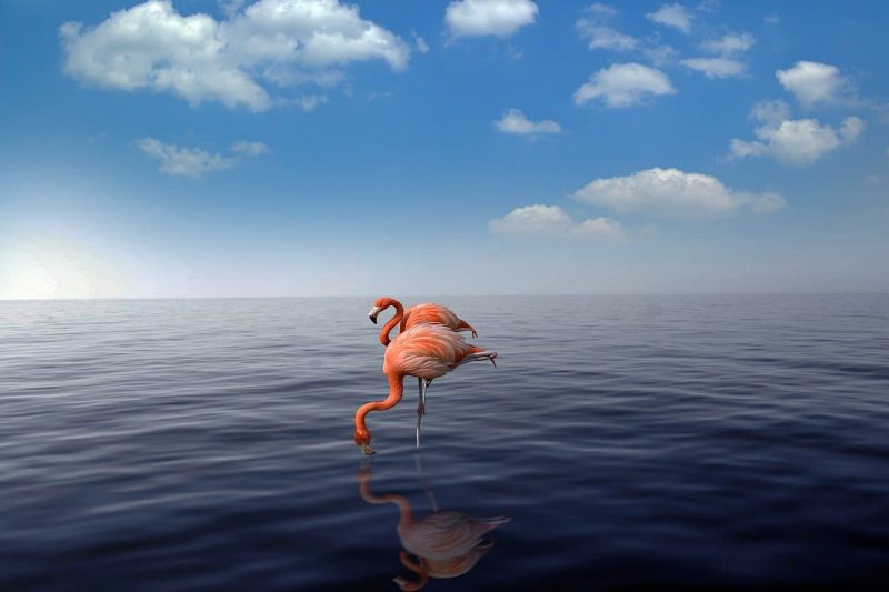 Flamingo in Aruba Island