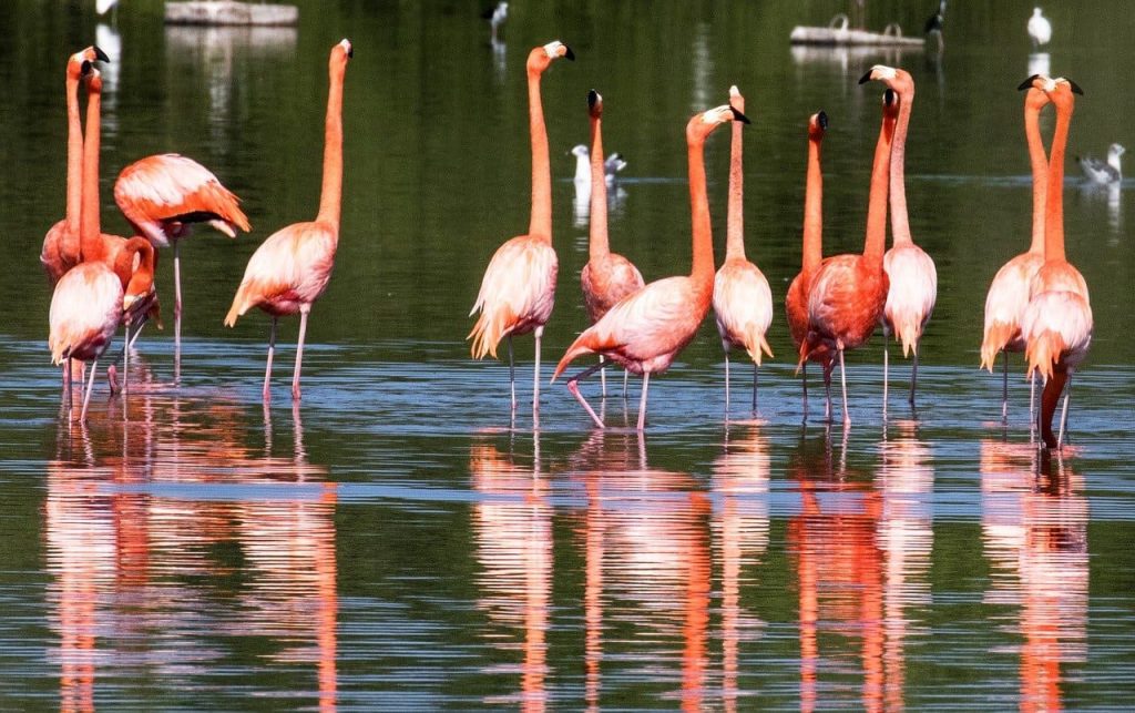 Flamingoes