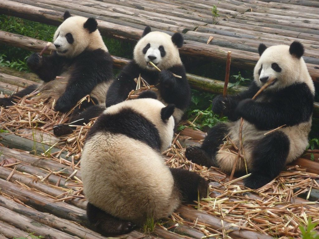 Giant Panda