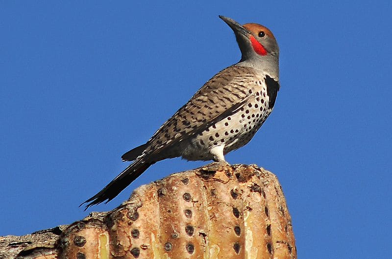 Gilded Woodpecker