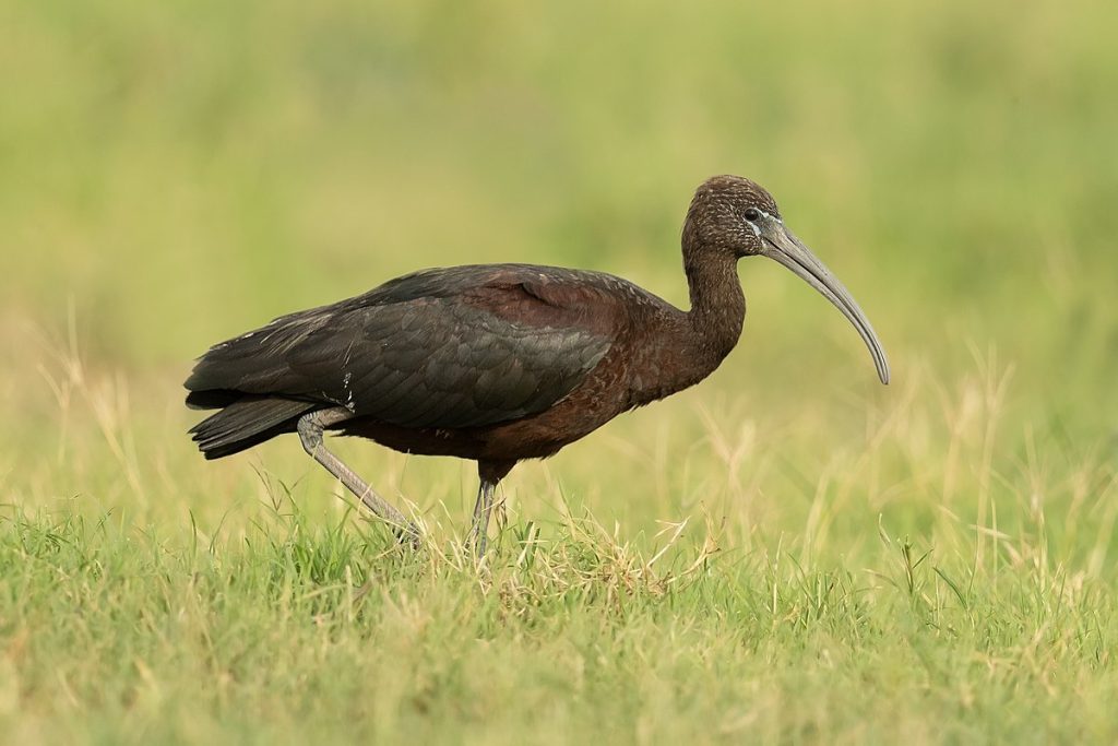 Glossy Ibis