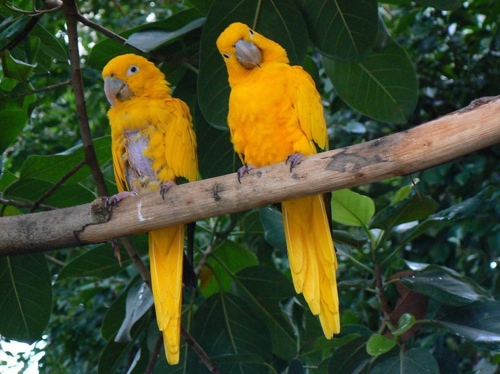 Golden parakeet