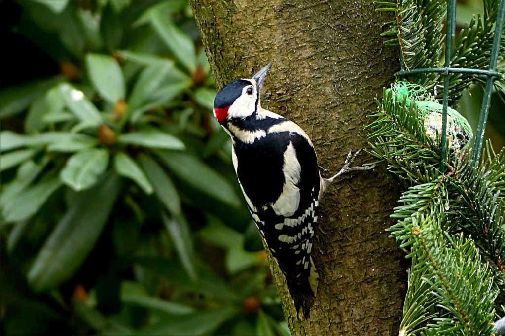 Great-spotted Woodpecker