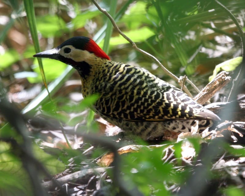 Green-Barred Woodpecker