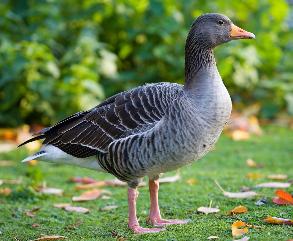 Greylag Geese