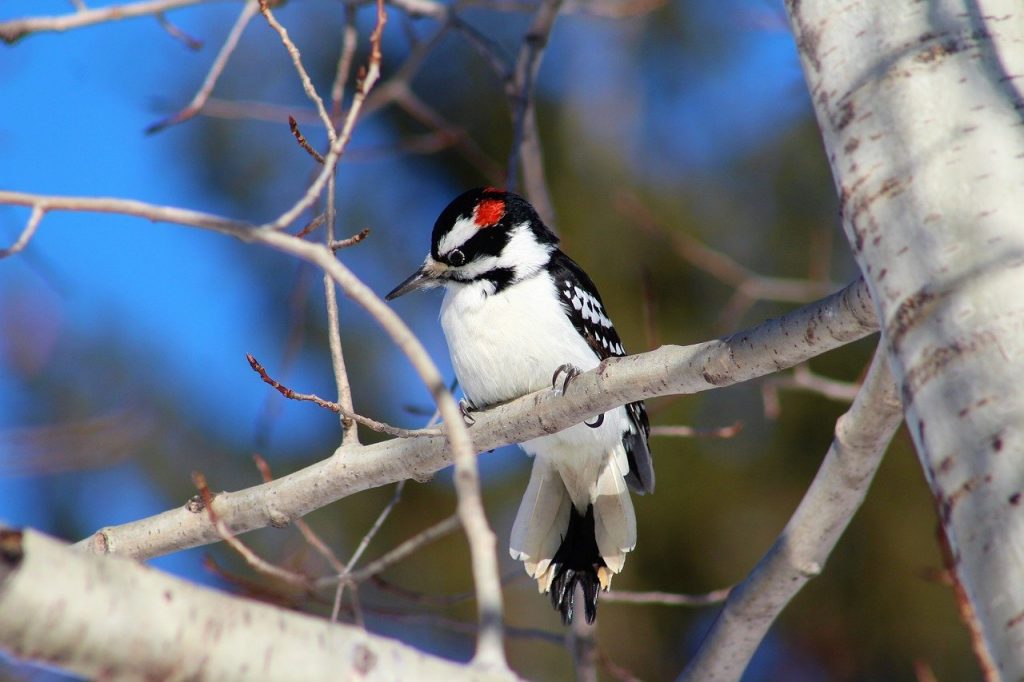 Hairy Woodpecker