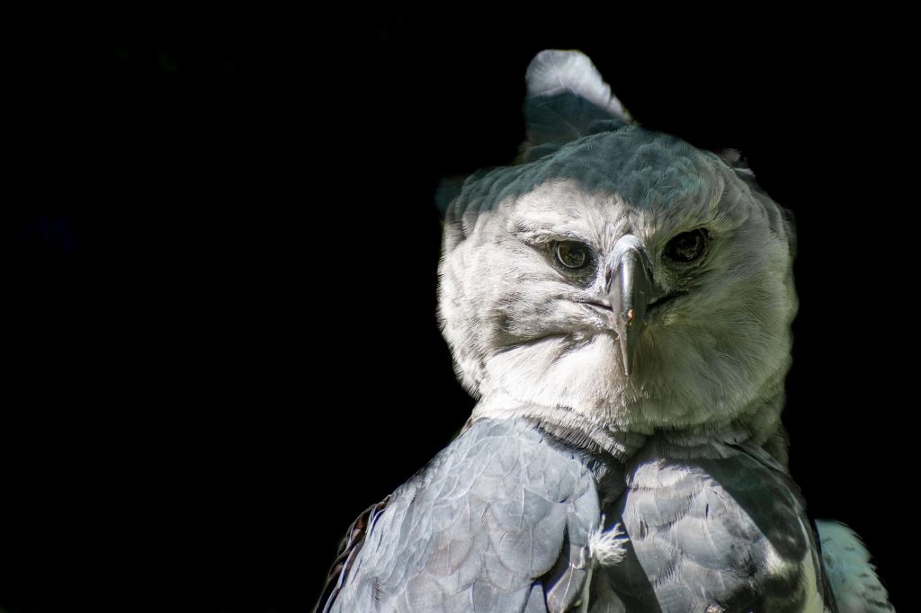 Harpy Eagle