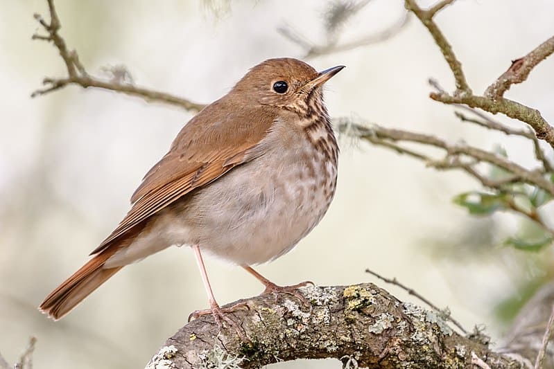 Hermit Thrush