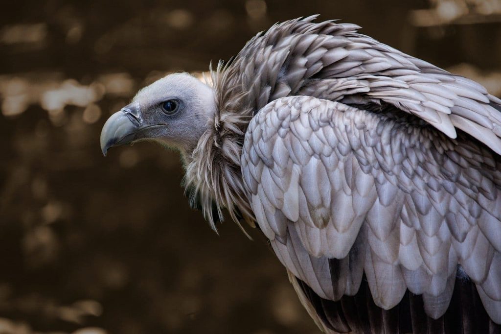 Himalayan Vulture