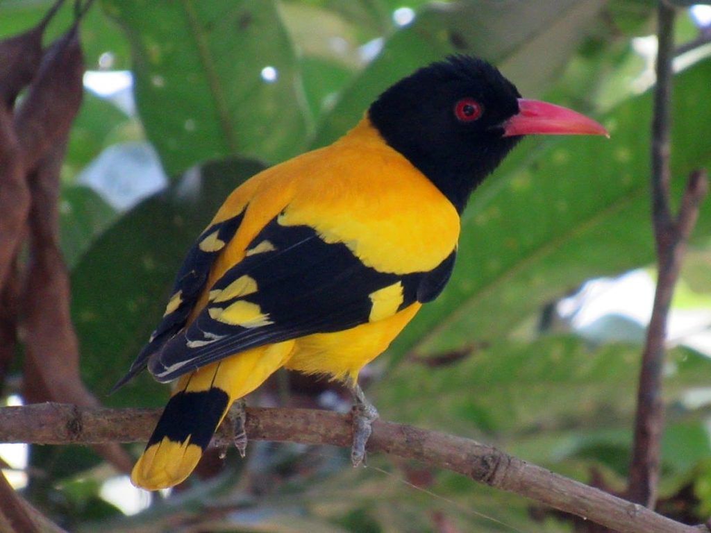 16 Amazing Yellow And Black Birds In The World - Red Rock Scenic By Way
