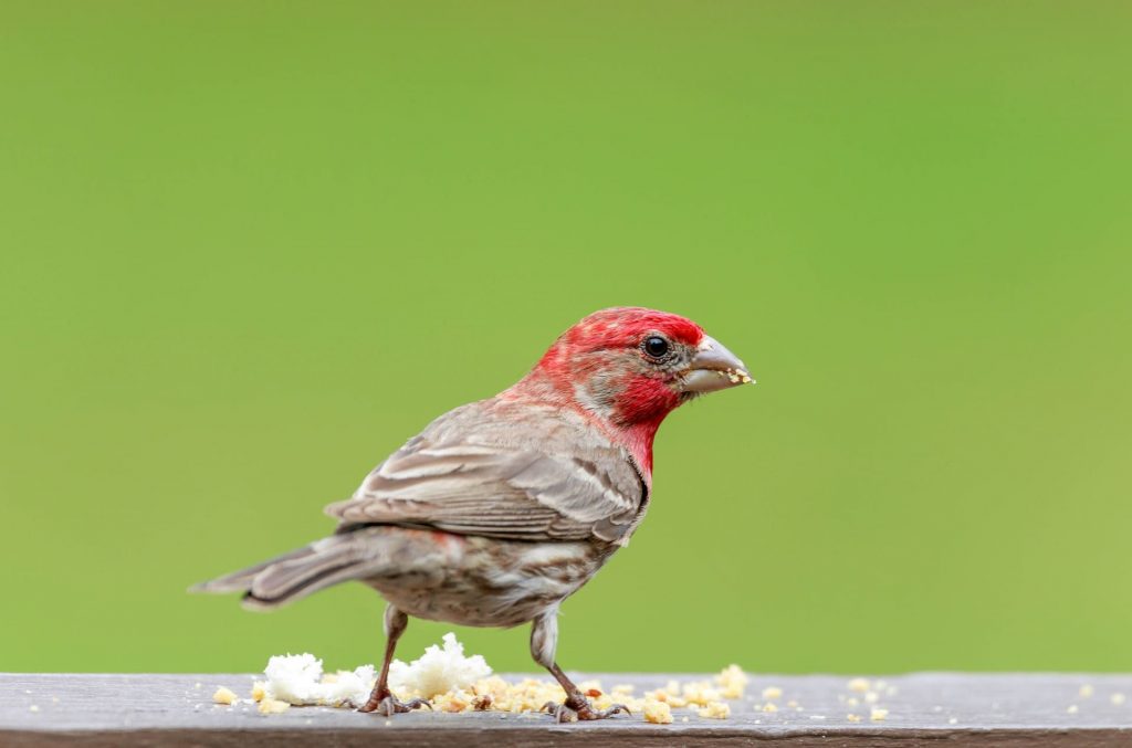 red capped sparrow