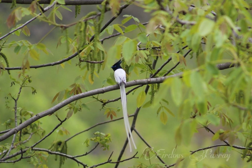 Indian Paradise Flycatcher