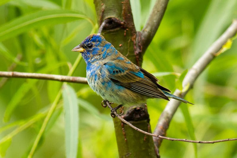 Indigo Bunting