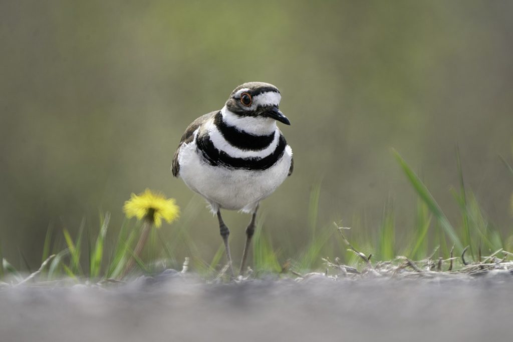 Killdeer