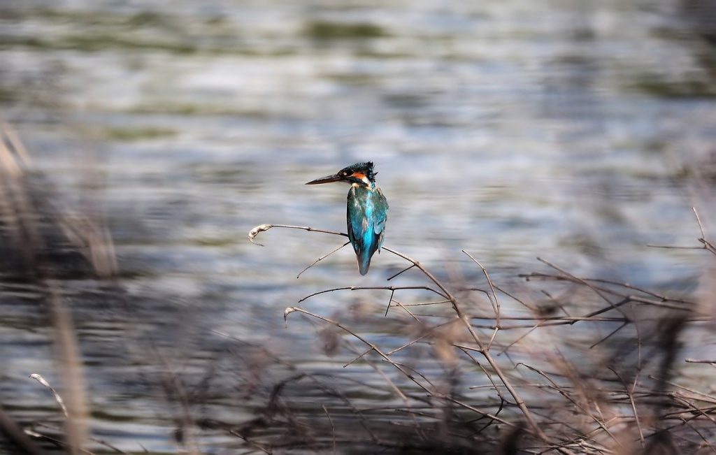 Kingfisher