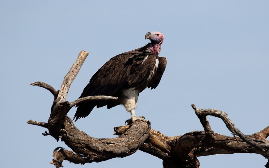 Lappet Faced Vultures