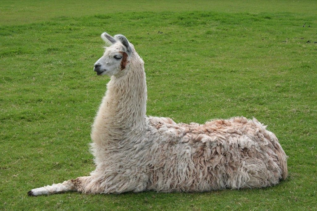 Llamas