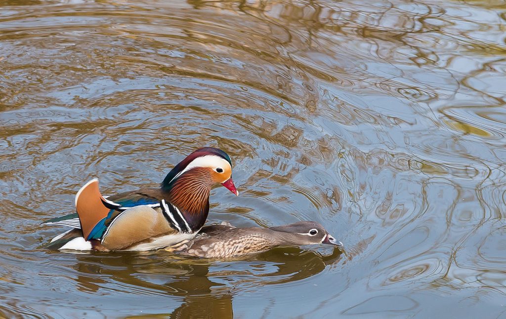 Mandarin Duck