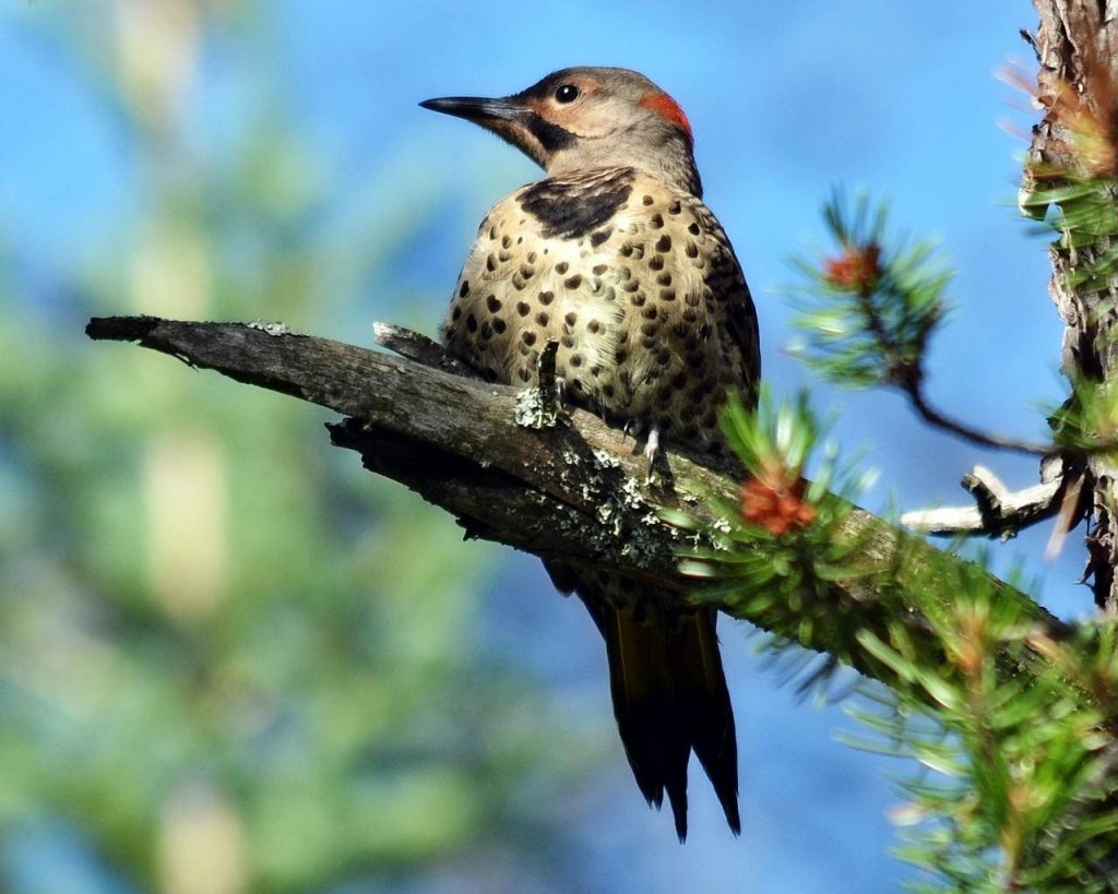 Northern Flicker Woodpecker