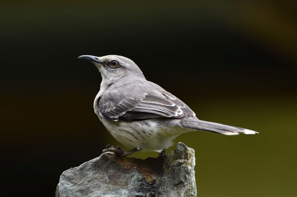 Northern Mockingbird