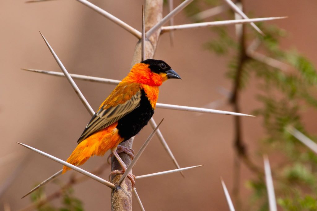 Northern Red Bishop